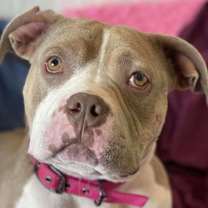 Thumbnail photo of Buttercup #1