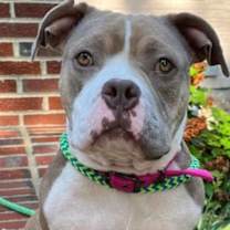 Thumbnail photo of Buttercup #2