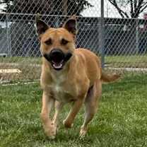 Thumbnail photo of Ares #2