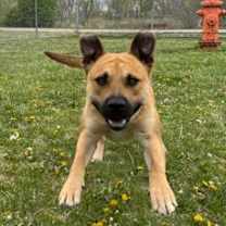 Thumbnail photo of Ares #3