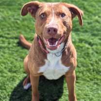 Thumbnail photo of Sugar #3