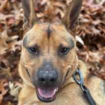 Thumbnail photo of Bongo #1