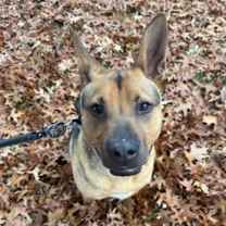 Thumbnail photo of Bongo #2