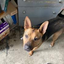 Thumbnail photo of Bongo #3