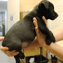 Thumbnail photo of Willow #2