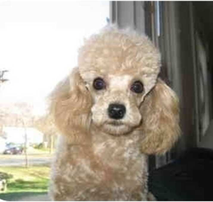 Photo of FOSTER HOMES NEEDED