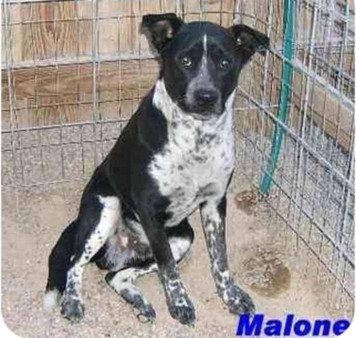 Photo of MALONE