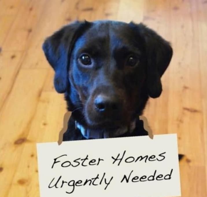 Photo of FOSTERS NEEDED