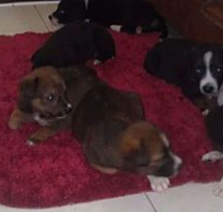 Photo of Flight Volunteers needed