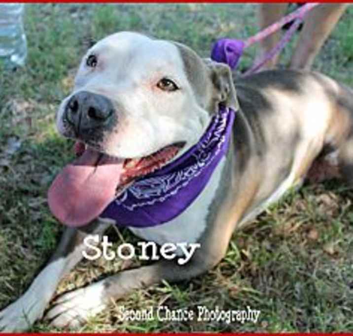 Photo of Stoney