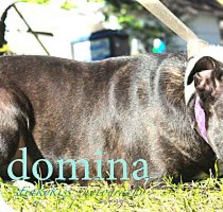 Photo of Domina