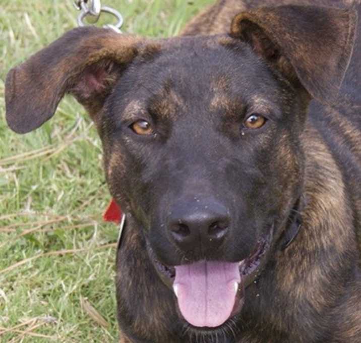 Photo of Nala and Blue