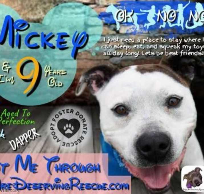 Photo of Mickey (Capone)