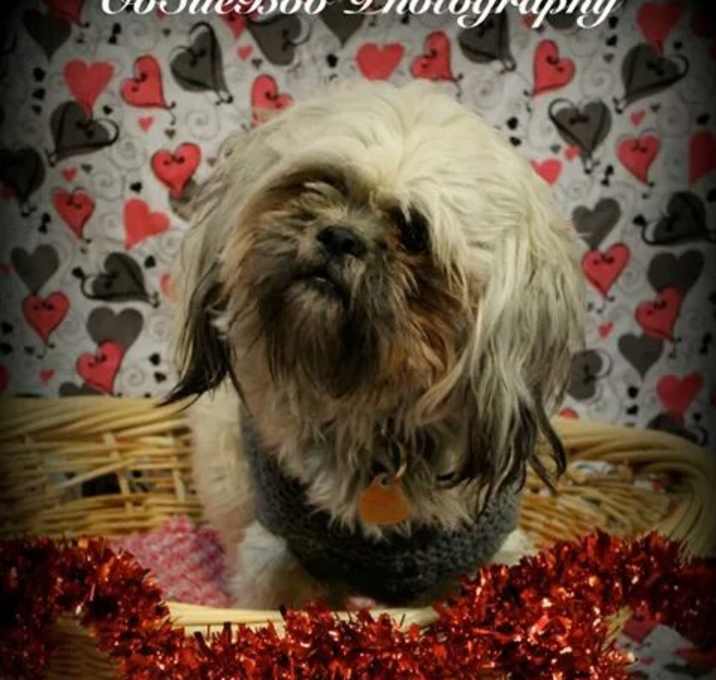 Photo of Toby *Special Needs*