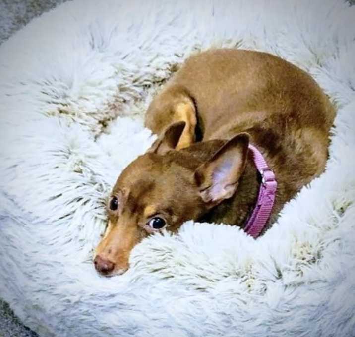 Photo of Zhorbit (MI)