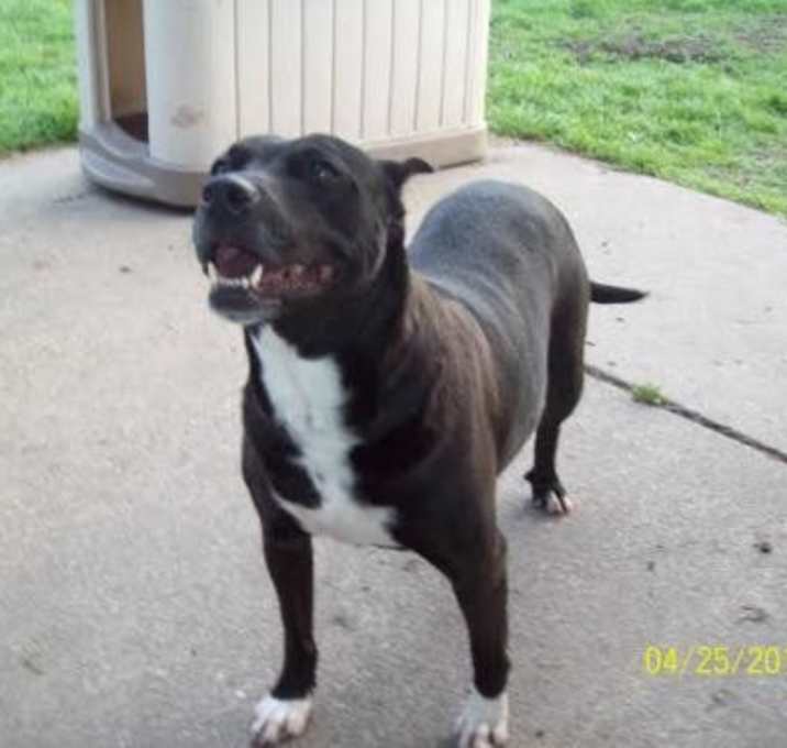 Photo of Bailey Girl