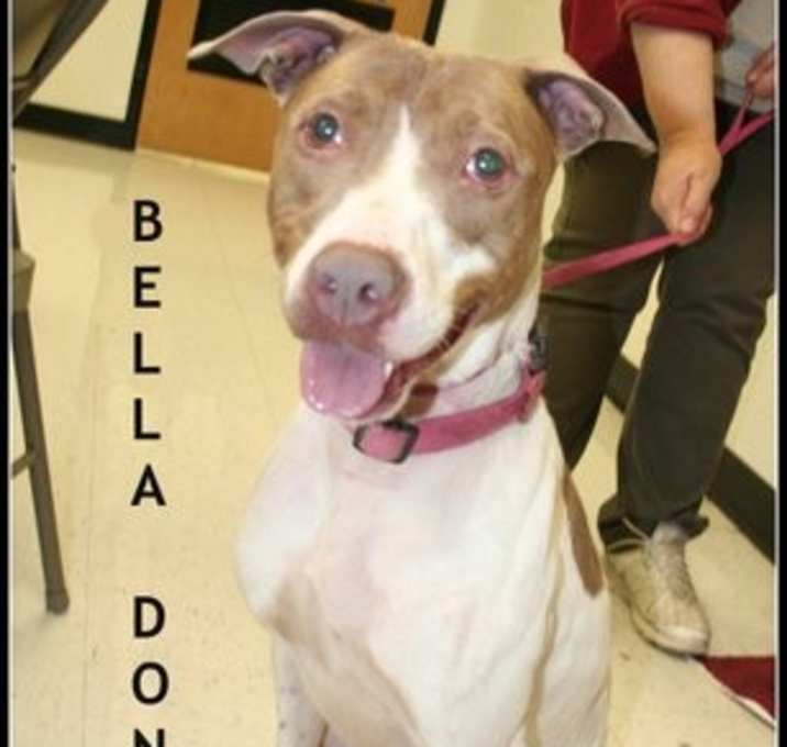 Photo of Bella Donna