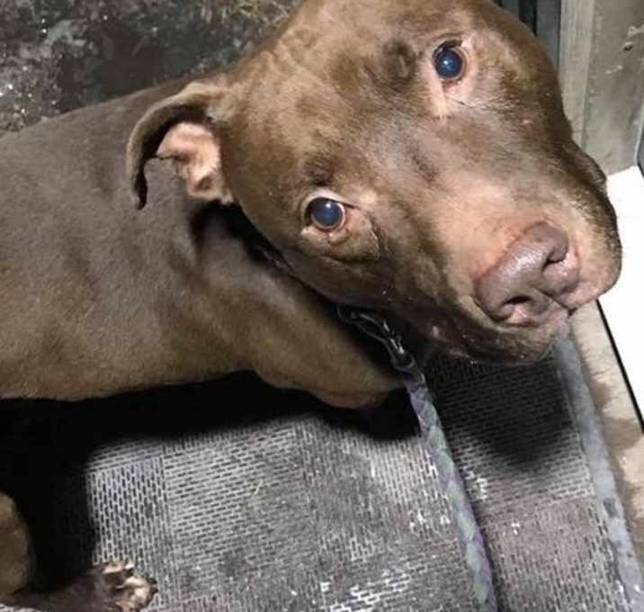 Photo of Branson (Ransom)