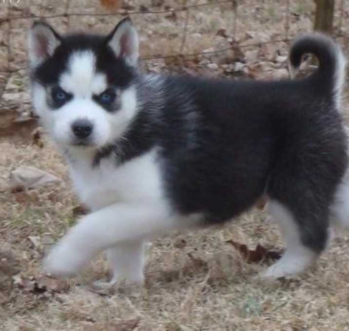 Photo of Two Siberian Husky Puppies