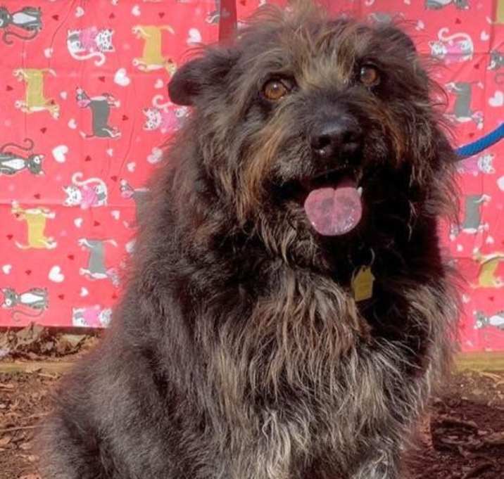 Photo of Bosco Scruffmeister