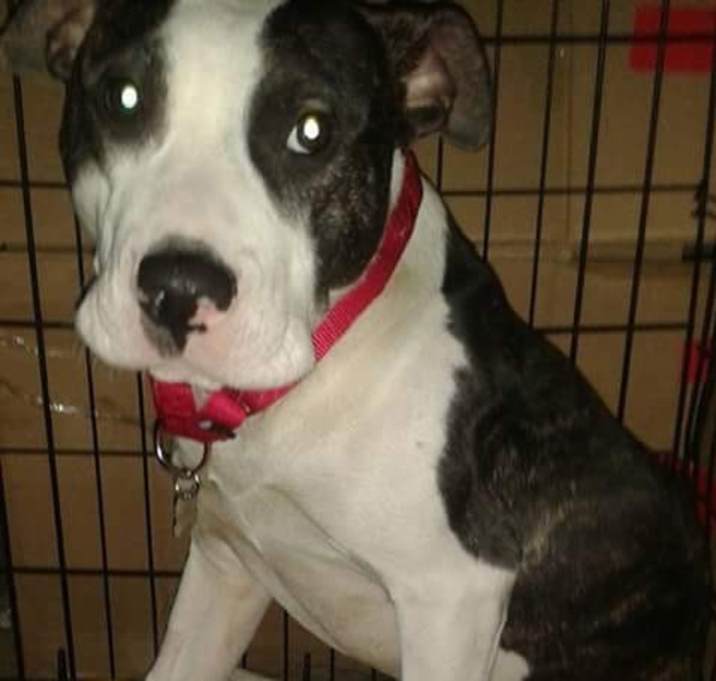 Photo of Winston *Amputee*