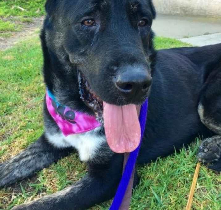 Photo of Leia (Armenian Gampr Breed)