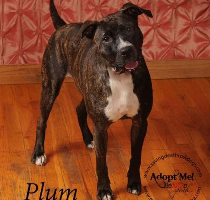 Photo of Plum