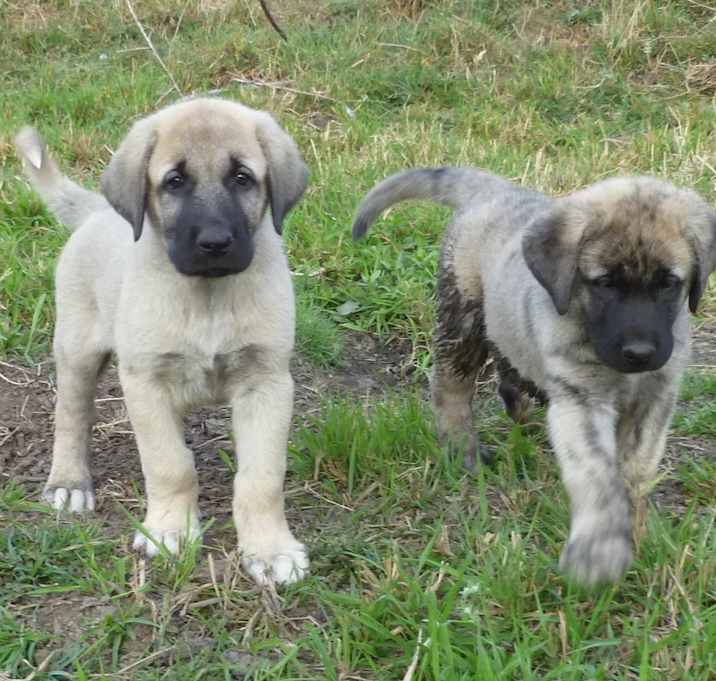 Photo of Anatolian Shepherd