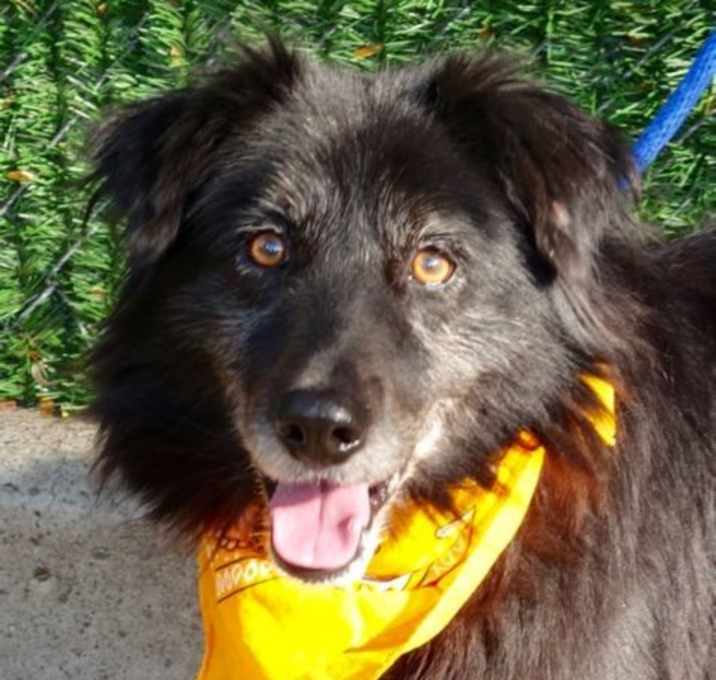 Photo of Zazu Flat Coat BC mix