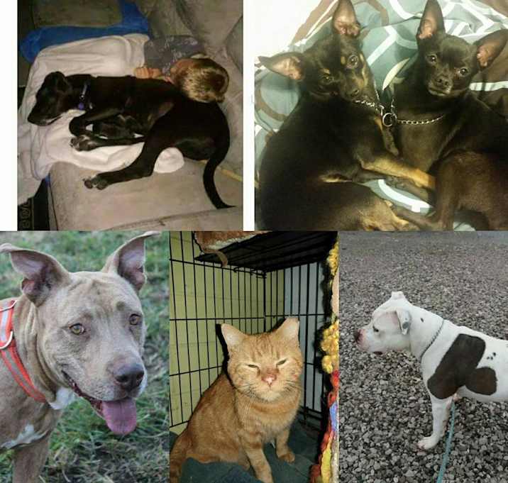 Photo of FOSTER HOMES NEEDED - GRANITE