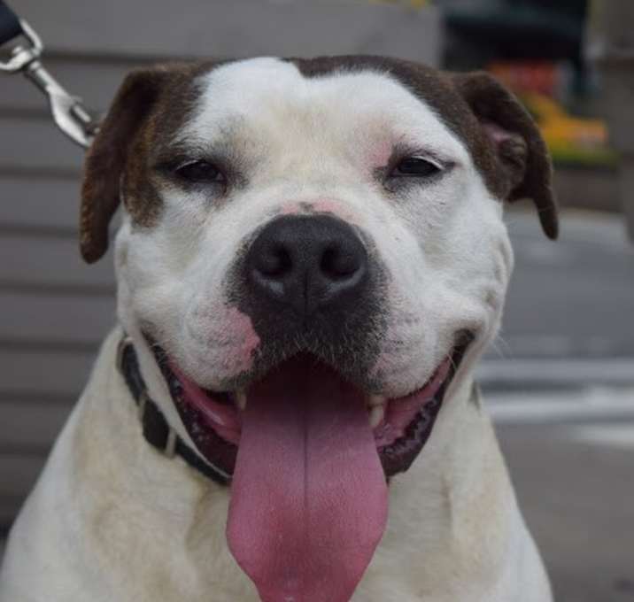 Photo of Bruno Brunelli Puppy Nanny