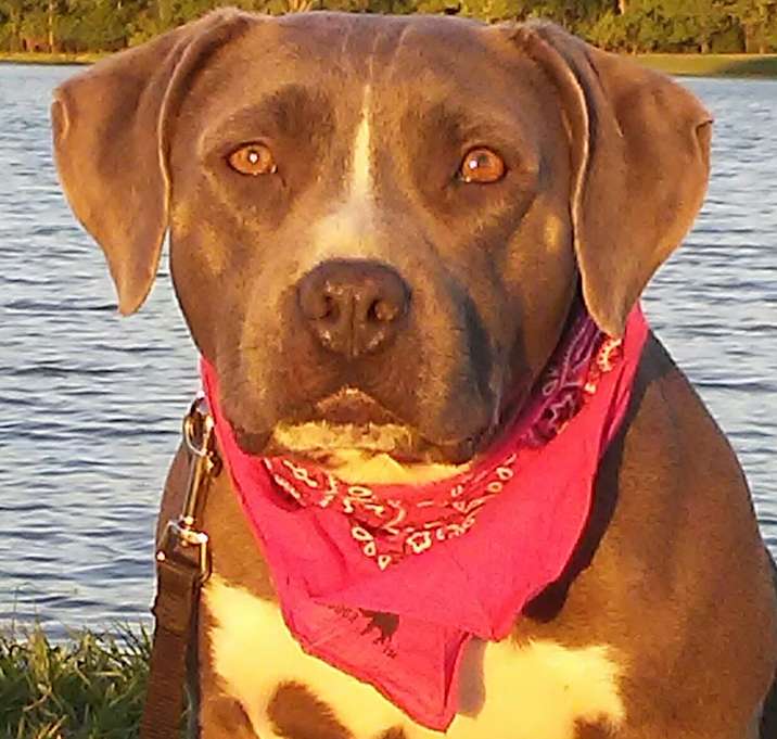 Photo of Ana - pocket-sized pittie girl