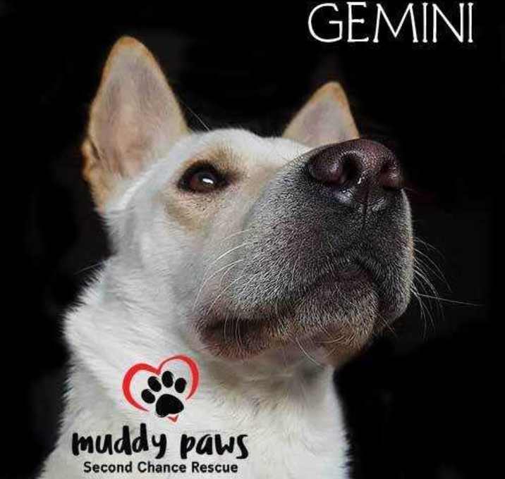 Photo of Gemini