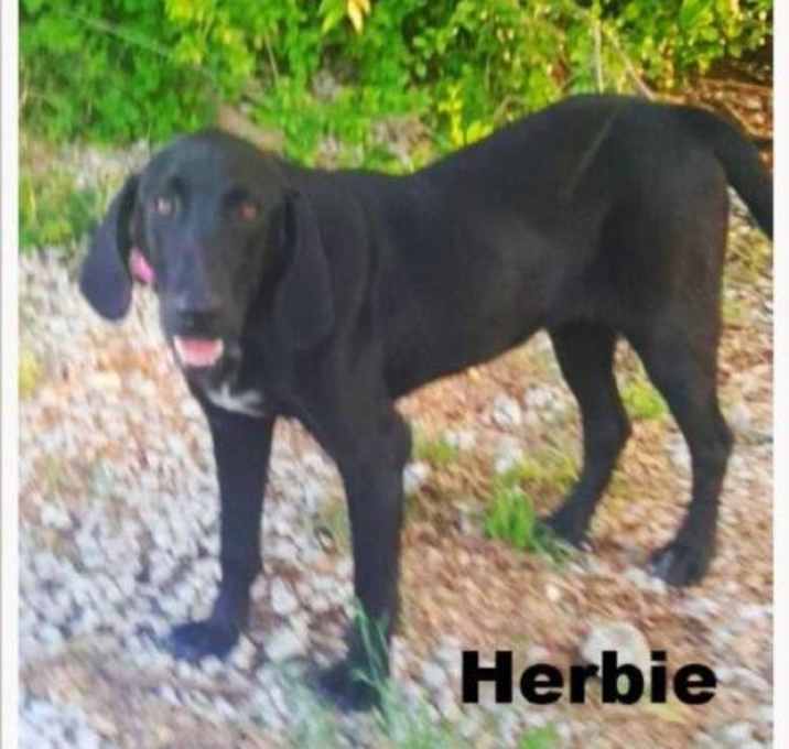Photo of Herbie