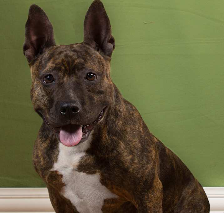 Photo of HummingBird (Birdie)