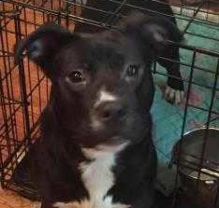 Photo of Dixie VB 0215