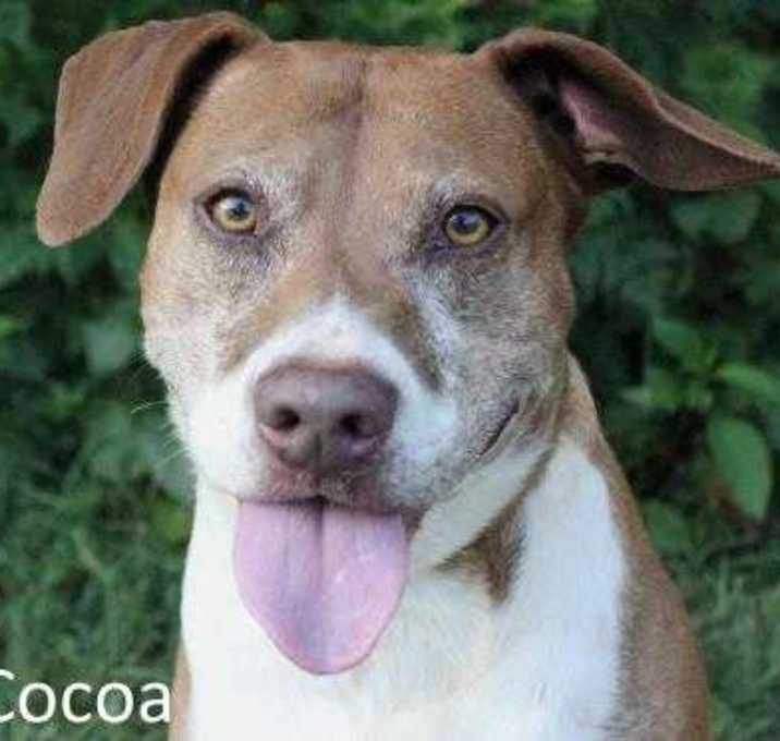Photo of Cocoa