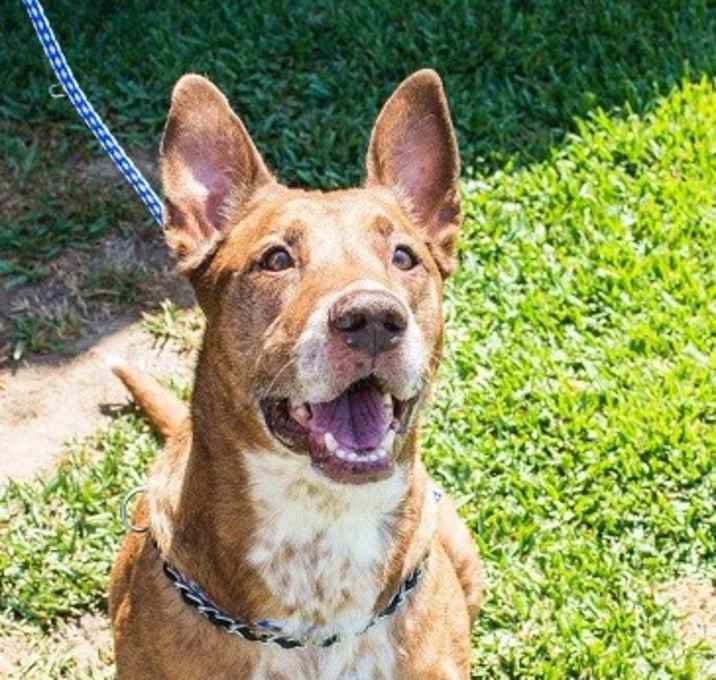 Photo of Sequoia- in a foster