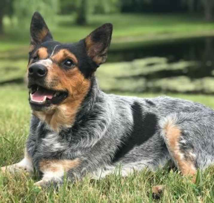 Photo of Romeo ❤️