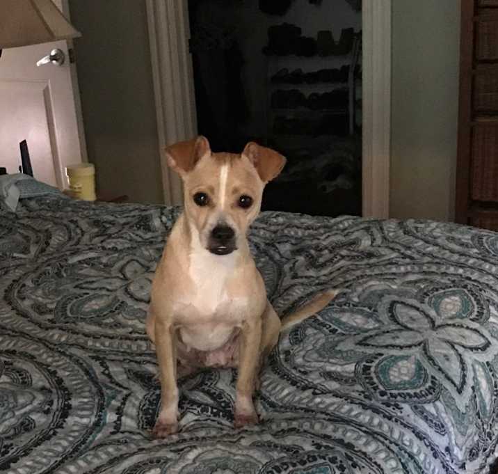 Photo of Butterscotch