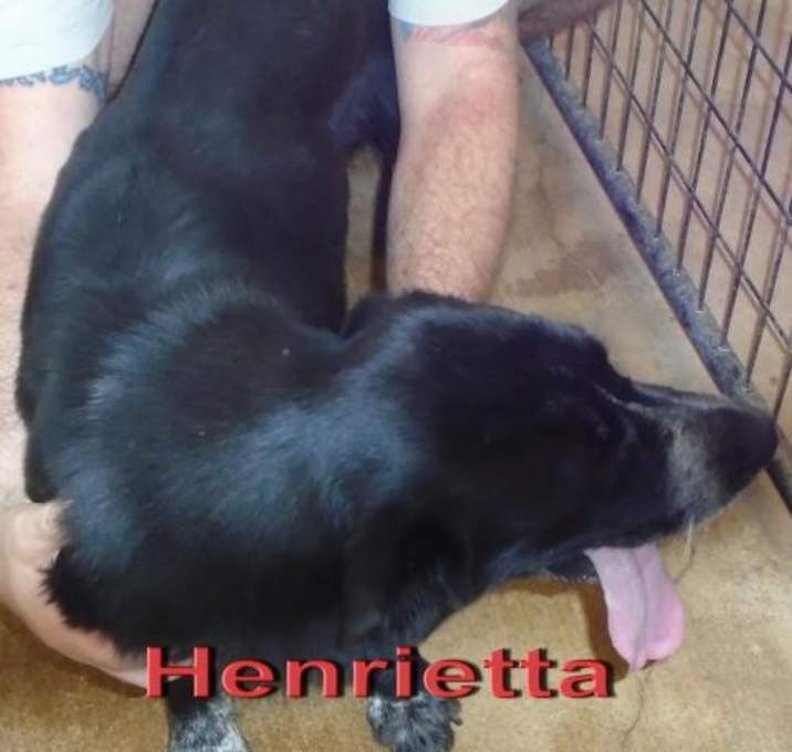 Photo of Henriettia