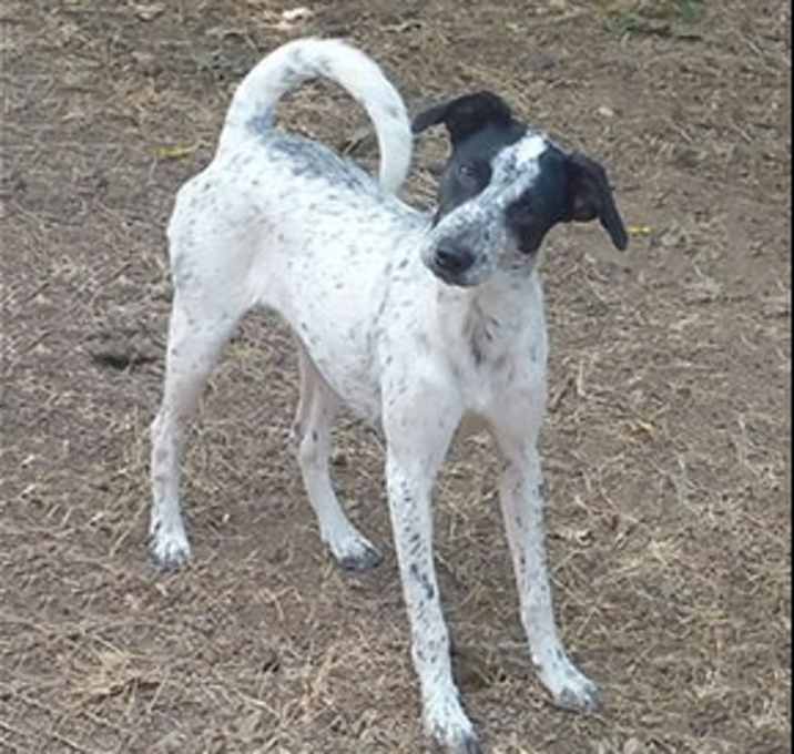 Photo of Bluebell - Fee $90