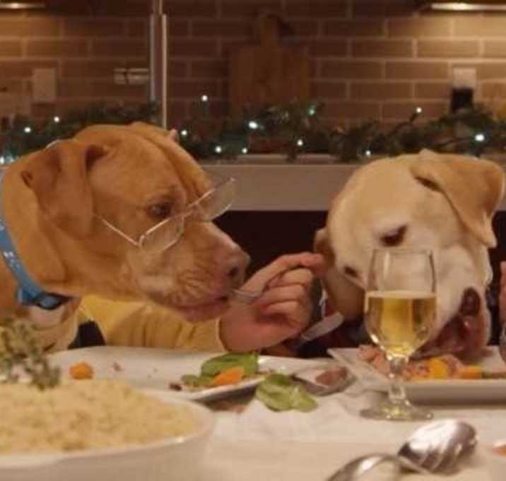 Photo of AA Temporary foster Application