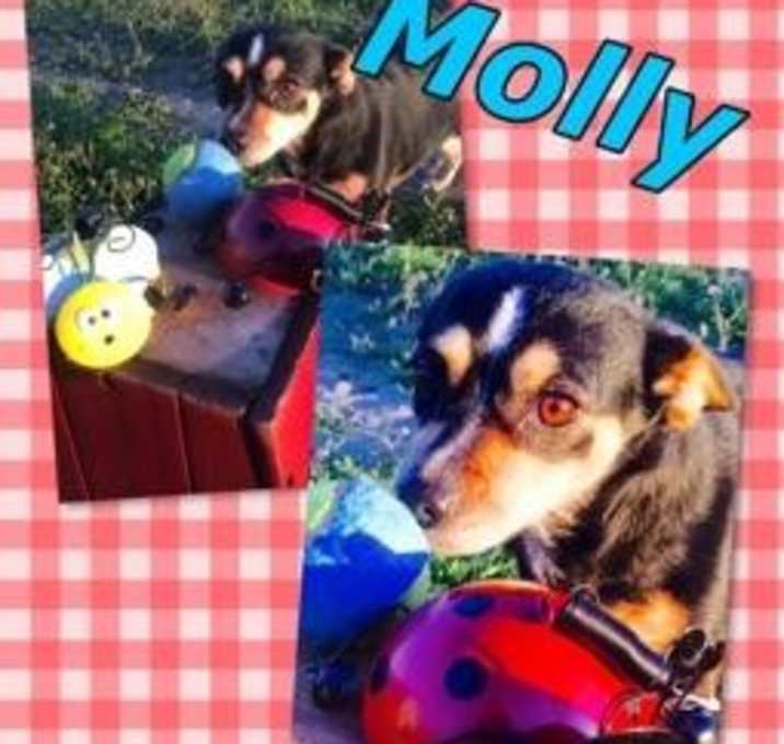Photo of Molly (Chi)