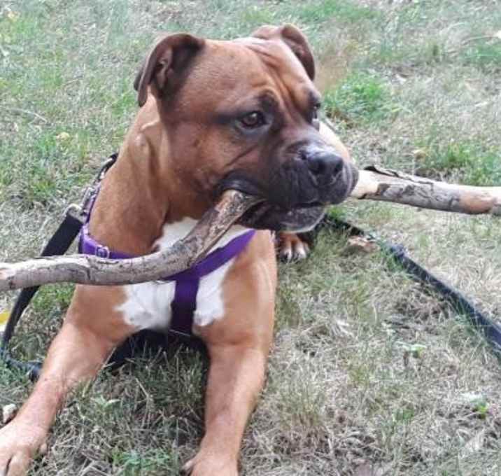 Photo of Rockford *foster needed* *sponsored adoption fee*