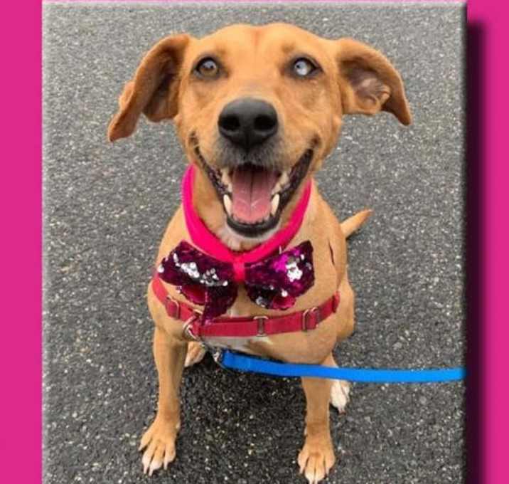 Photo of Bailey *LOCAL*