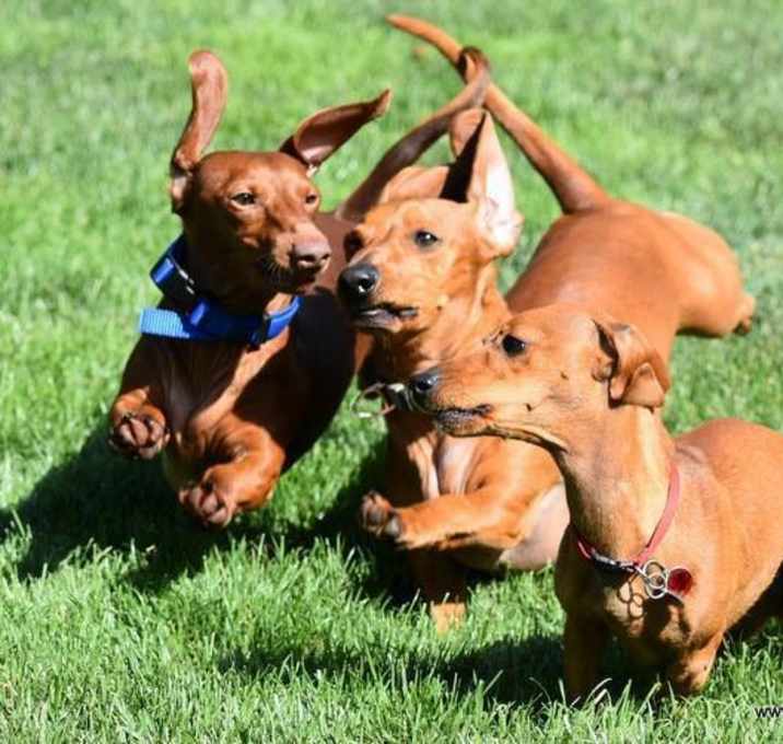 Photo of Adoptable wieners since 1991!