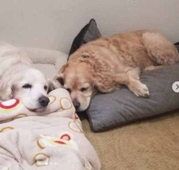 Photo of FOSTER HOMES NEEDED!