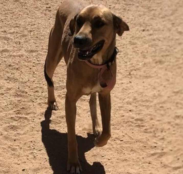 Photo of Sweet Pea - adopted 3/22/20!