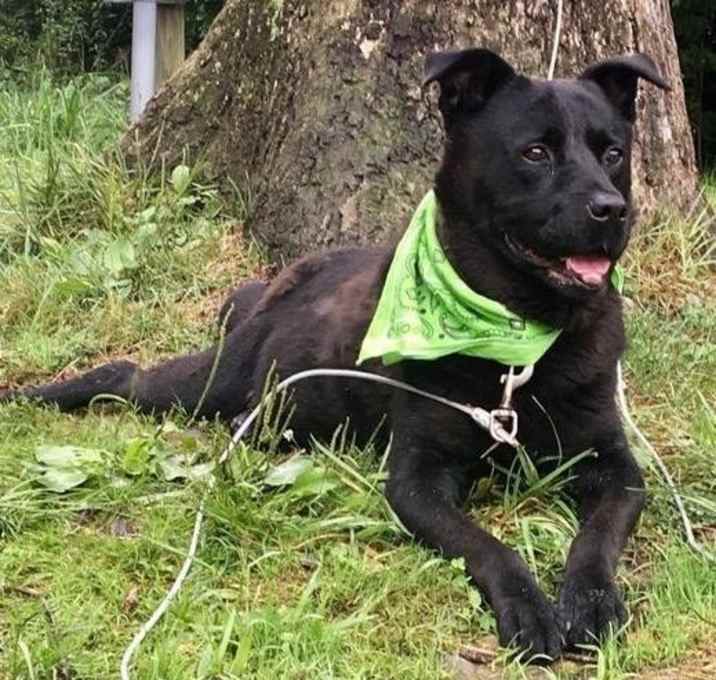 Photo of Bear "Master"